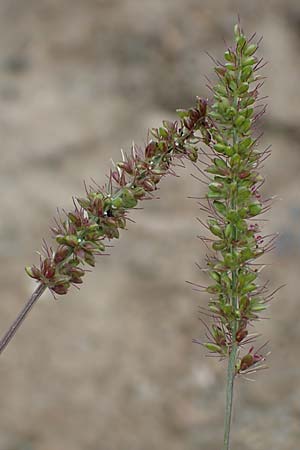 Setaria verticillata \ Kletten-Borstenhirse, Quirlige Borstenhirse / Whorled Pigeon Grass, Bristly Foxtail, D B&uuml;rstadt 30.9.2016