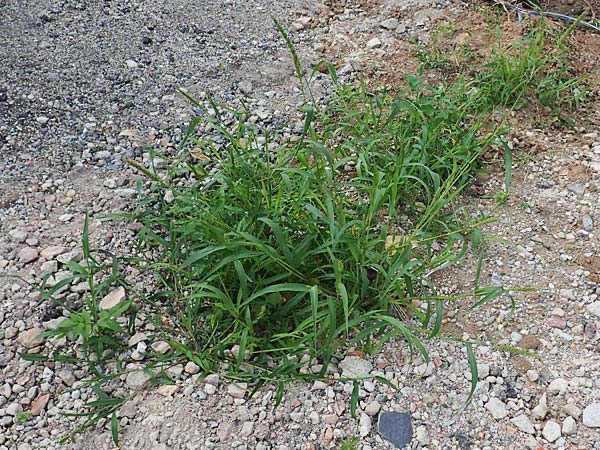 Setaria verticillata \ Kletten-Borstenhirse, Quirlige Borstenhirse / Whorled Pigeon Grass, Bristly Foxtail, D Mannheim 5.8.2017