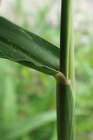 Setaria verticillata \ Kletten-Borstenhirse, Quirlige Borstenhirse / Whorled Pigeon Grass, Bristly Foxtail, D Mannheim 5.8.2017