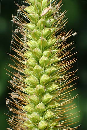 Setaria pumila \ Rote Borstenhirse, Fuchsrote Borstenhirse / Yellow Bristle Grass, D Obernburg am Main 19.8.2017