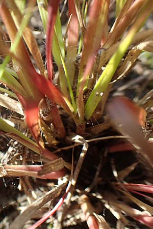 Sporobolus vaginiflorus \ Scheidenbl&uuml;ten-Samenfallgras / Poverty Grass, Sheathed Dropseed, D Mannheim 17.9.2017