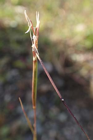 Sporobolus vaginiflorus \ Scheidenbl&uuml;ten-Samenfallgras / Poverty Grass, Sheathed Dropseed, D Mannheim 17.9.2017