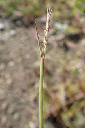 Sporobolus vaginiflorus \ Scheidenbl&uuml;ten-Samenfallgras / Poverty Grass, Sheathed Dropseed, D Mannheim 17.9.2017