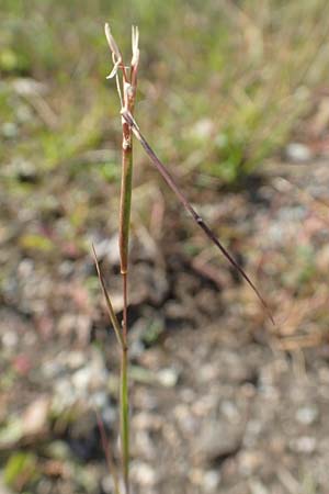 Sporobolus vaginiflorus \ Scheidenbl&uuml;ten-Samenfallgras / Poverty Grass, Sheathed Dropseed, D Mannheim 17.9.2017