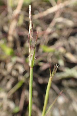 Sporobolus vaginiflorus \ Scheidenbl&uuml;ten-Samenfallgras / Poverty Grass, Sheathed Dropseed, D Mannheim 17.9.2017