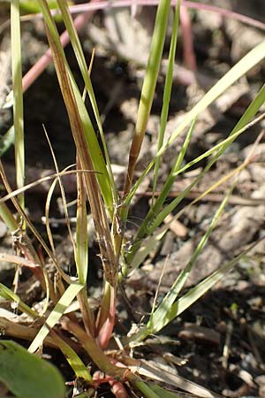 Sporobolus vaginiflorus \ Scheidenbl&uuml;ten-Samenfallgras / Poverty Grass, Sheathed Dropseed, D Mannheim 17.9.2017