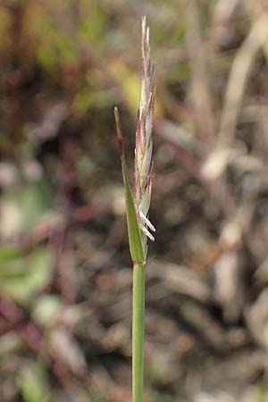 Sporobolus vaginiflorus \ Scheidenbl&uuml;ten-Samenfallgras / Poverty Grass, Sheathed Dropseed, D Mannheim 17.9.2017