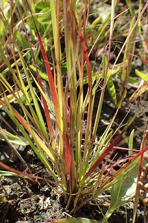 Sporobolus vaginiflorus \ Scheidenbl&uuml;ten-Samenfallgras / Poverty Grass, Sheathed Dropseed, D Mannheim 17.9.2017
