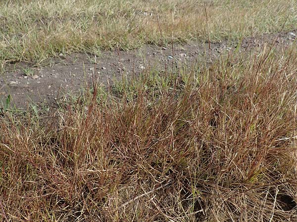 Sporobolus vaginiflorus \ Scheidenbl&uuml;ten-Samenfallgras / Poverty Grass, Sheathed Dropseed, D Mannheim 17.9.2017