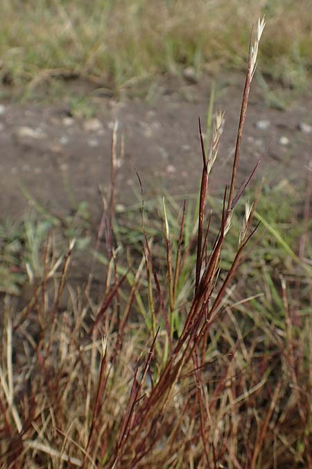 Sporobolus vaginiflorus \ Scheidenbl&uuml;ten-Samenfallgras / Poverty Grass, Sheathed Dropseed, D Mannheim 17.9.2017