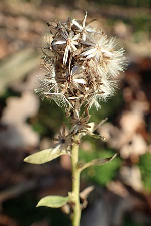 Solidago virgaurea \ Gew&ouml;hnliche Goldrute, Echte Goldrute / Goldenrod, D &Ouml;stringen 27.10.2017