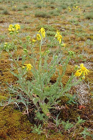 Senecio vernalis \ Fr�hlings-Greiskraut / Eastern Groundsel, D St. Leon - Rot 13.4.2018