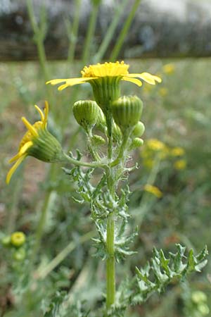 Senecio vernalis \ Fr�hlings-Greiskraut / Eastern Groundsel, D Sandhausen 26.4.2018