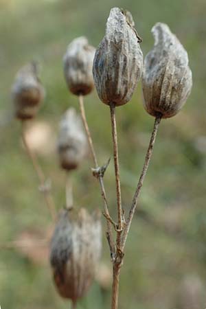 Silene vulgaris subsp. vulgaris \ Gew�hnliches Leimkraut, Taubenkropf-Leimkraut / Bladder Campion, D R&ouml;merberg 18.10.2018