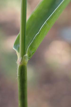 Setaria verticillata \ Kletten-Borstenhirse, Quirlige Borstenhirse / Whorled Pigeon Grass, Bristly Foxtail, D Mannheim 15.9.2019