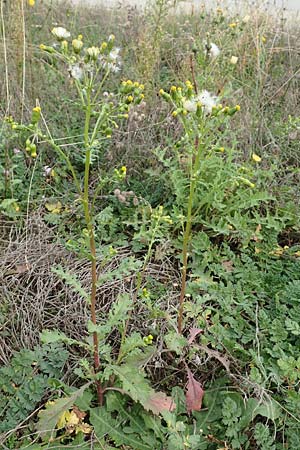 Senecio vulgaris \ Gew�hnliches Greiskraut, Gemeines Greiskraut / Groundsel, D Mannheim 15.10.2019