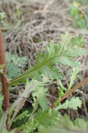 Senecio vulgaris \ Gew�hnliches Greiskraut, Gemeines Greiskraut / Groundsel, D Mannheim 15.10.2019