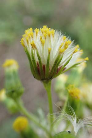 Senecio vulgaris \ Gew�hnliches Greiskraut, Gemeines Greiskraut / Groundsel, D Mannheim 15.10.2019