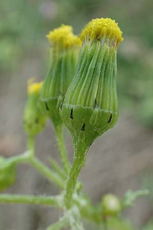 Senecio vulgaris \ Gew�hnliches Greiskraut, Gemeines Greiskraut / Groundsel, D Mannheim 15.10.2019