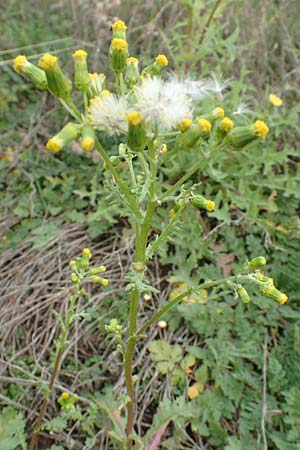 Senecio vulgaris \ Gew�hnliches Greiskraut, Gemeines Greiskraut / Groundsel, D Mannheim 15.10.2019