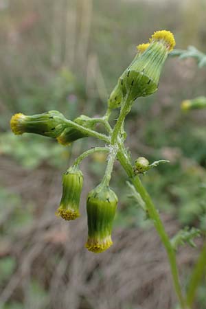 Senecio vulgaris \ Gew�hnliches Greiskraut, Gemeines Greiskraut / Groundsel, D Mannheim 15.10.2019