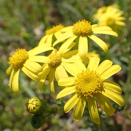 Senecio vernalis \ Fr�hlings-Greiskraut / Eastern Groundsel, D Mannheim 4.4.2020