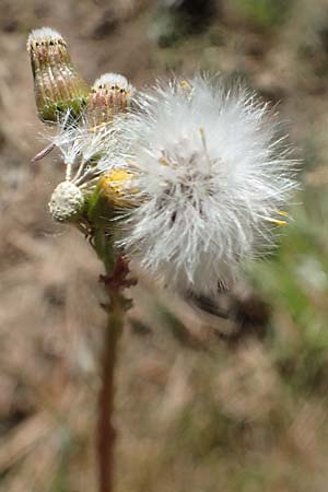 Senecio vulgaris \ Gew�hnliches Greiskraut, Gemeines Greiskraut / Groundsel, D Viernheim 7.4.2020