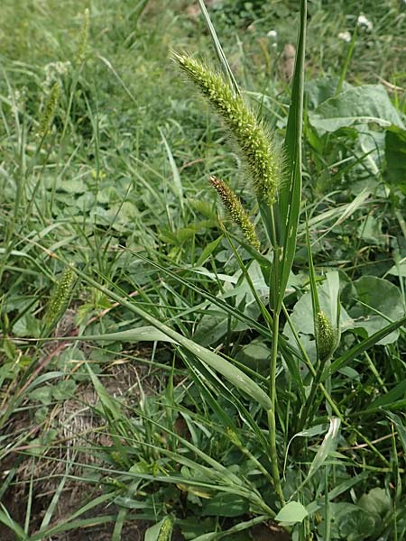 Setaria viridis subsp. pycnocoma \ Unkraut-Borstenhirse / Weed Bristle Grass, D G&uuml;ndelbach 24.7.2020