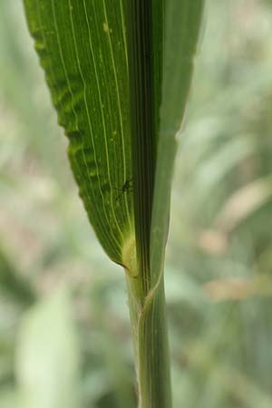 Setaria viridis subsp. pycnocoma \ Unkraut-Borstenhirse / Weed Bristle Grass, D G&uuml;ndelbach 24.7.2020
