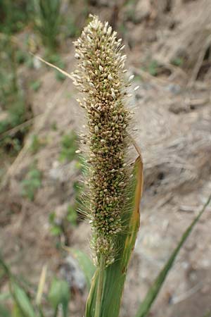 Setaria viridis subsp. pycnocoma \ Unkraut-Borstenhirse / Weed Bristle Grass, D G&uuml;ndelbach 24.7.2020