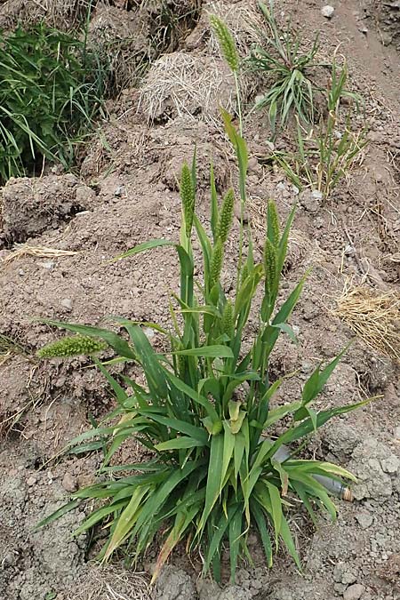 Setaria viridis subsp. pycnocoma \ Unkraut-Borstenhirse / Weed Bristle Grass, D G&uuml;ndelbach 24.7.2020