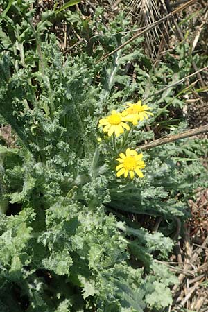 Senecio vernalis \ Fr�hlings-Greiskraut / Eastern Groundsel, D Brandenburg, Havelaue-Strodehne 17.9.2020