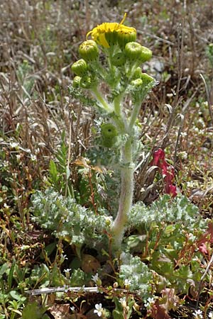 Senecio vernalis \ Fr�hlings-Greiskraut / Eastern Groundsel, D Sandhausen 27.3.2021