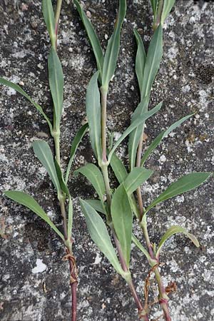 Silene vulgaris subsp. vulgaris \ Gew�hnliches Leimkraut, Taubenkropf-Leimkraut / Bladder Campion, D Mannheim 23.5.2021