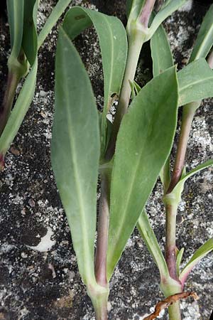 Silene vulgaris subsp. vulgaris \ Gew�hnliches Leimkraut, Taubenkropf-Leimkraut / Bladder Campion, D Mannheim 23.5.2021