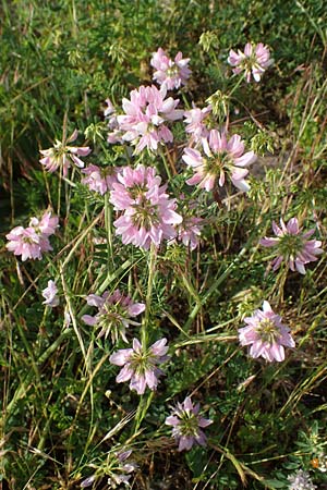 Securigera varia \ Bunte Kronwicke, Bunte Beilwicke / Purple Crownvetch, D Mannheim 5.6.2021