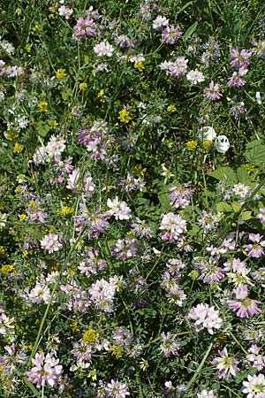 Securigera varia \ Bunte Kronwicke, Bunte Beilwicke / Purple Crownvetch, D Mannheim 19.6.2021