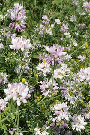 Securigera varia \ Bunte Kronwicke, Bunte Beilwicke / Purple Crownvetch, D Mannheim 19.6.2021