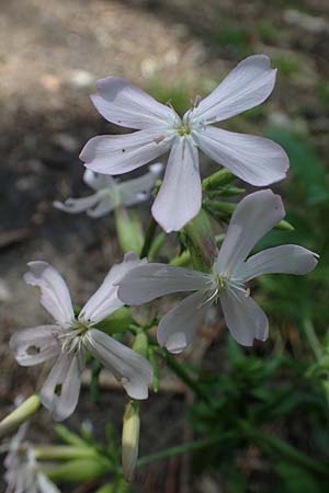 Saponaria officinalis \ Gemeines Seifenkraut / Soapwort, D Mannheim 10.7.2021