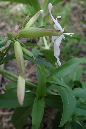 Saponaria officinalis \ Gemeines Seifenkraut / Soapwort, D Mannheim 10.7.2021