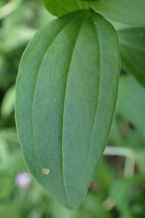 Saponaria officinalis \ Gemeines Seifenkraut / Soapwort, D Mannheim 10.7.2021