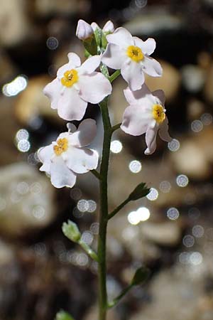 Myosotis scorpioides agg. \ Sumpf-Vergissmeinnicht / Water Forget-me-not, D Eschachthal 12.7.2021