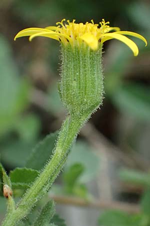 Senecio viscosus \ Klebriges Greiskraut / Sticky Groundsel, D Hohwacht 17.9.2021