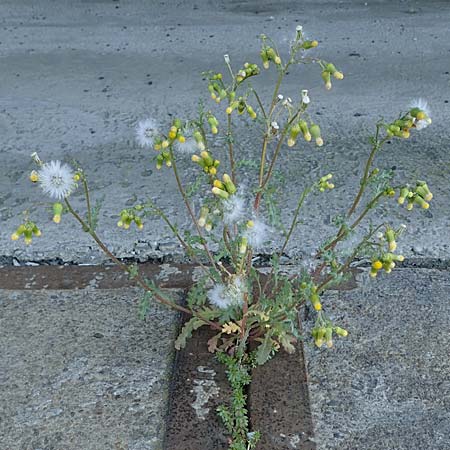 Senecio vulgaris \ Gew�hnliches Greiskraut, Gemeines Greiskraut / Groundsel, D Mannheim 18.4.2022