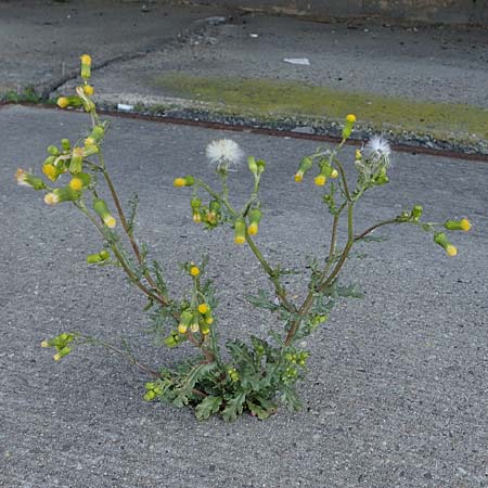 Senecio vulgaris \ Gew�hnliches Greiskraut, Gemeines Greiskraut / Groundsel, D Mannheim 18.4.2022