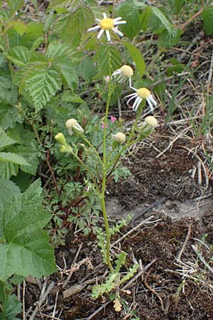 Senecio vernalis \ Fr�hlings-Greiskraut / Eastern Groundsel, D Mannheim 24.4.2022