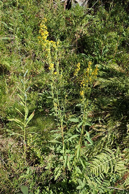 Solidago virgaurea \ Gew&ouml;hnliche Goldrute, Echte Goldrute / Goldenrod, D Schwarzwald/Black-Forest, Hornisgrinde 28.7.2022