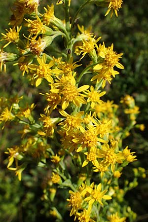 Solidago virgaurea \ Gew&ouml;hnliche Goldrute, Echte Goldrute / Goldenrod, D Schwarzwald/Black-Forest, Hornisgrinde 28.7.2022
