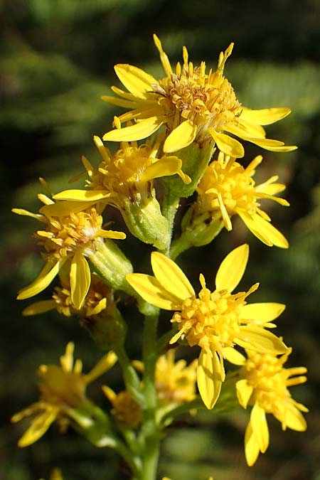 Solidago virgaurea \ Gew&ouml;hnliche Goldrute, Echte Goldrute / Goldenrod, D Schwarzwald/Black-Forest, Hornisgrinde 28.7.2022