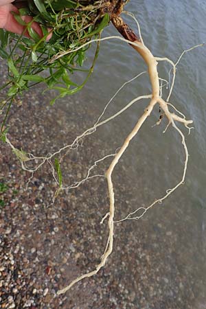 Silene vulgaris subsp. vulgaris \ Gew�hnliches Leimkraut, Taubenkropf-Leimkraut / Bladder Campion, D Altrip 4.10.2022
